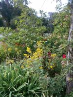 Gärten Madeiras - Anwesen Familie Blandy