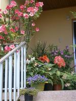 JardimOrchidea - Orchideen Garten