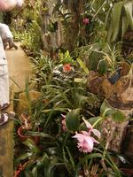 im Orchideen Garten