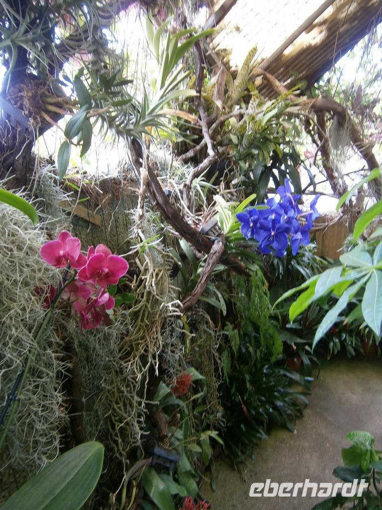 im Orchideen Garten