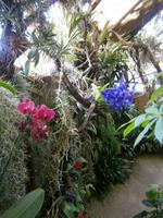im Orchideen Garten