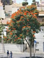 Fischerdorf Camara de Lobos