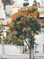 Fischerdorf Camara de Lobos