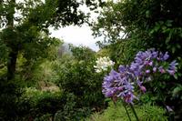 Agapanthus