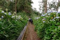 von Hortensien gesäumter Levada-Wanderweg