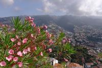 Blick auf Funchal
