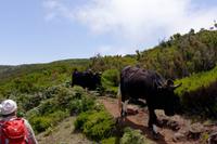 Kühe versperren den Weg
