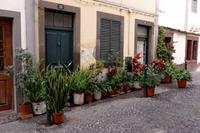 Straßenbegrünung in Funchal
