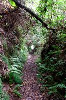 Aufstieg zur Levada do Caldeirao Verde