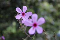 Auf dem Pico do Arieiro