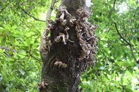 Kleine Wanderung bei Ribeiro Frio