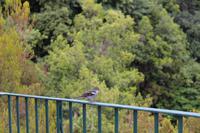 Madeirischer Bergfink auf dem Aussichtspunkt Balcoes (Balkon)