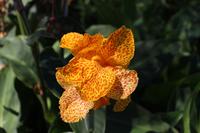 Blütenpracht in Santana