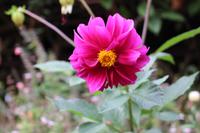 Botanischer Garten - Funchal