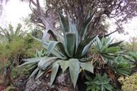 Botanischer Garten - Funchal