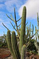 Botanischer Garten - Funchal