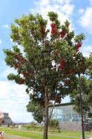 Afrikanischer Tulpenbaum in Funchal