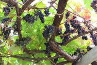 Weingut in Câmara de Lobos