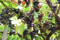Weingut in Câmara de Lobos