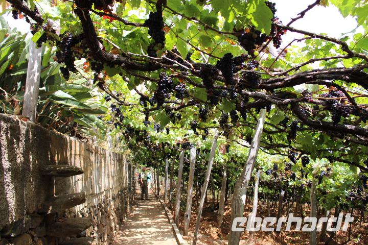 Weingut in Câmara de Lobos