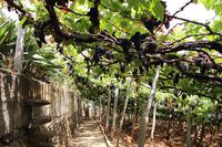 Weingut in Câmara de Lobos