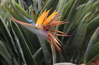 Strelizie auf dem Weingut in Câmara de Lobos