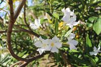 Wanderung entlang der Levada von Marocos