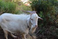 Ziege während der Wanderung entlang der Levada von Marocos