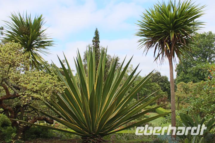 Im Garten der Familie Blandy