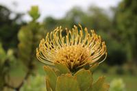 Im Garten der Familie Blandy