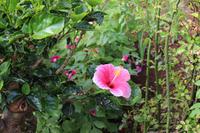 Im Garten der Familie Blandy