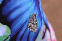 Ein Schmetterling auf dem Schmetterlings-Kleid