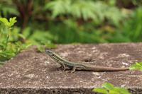 Eidechse im Garten der Familie Blandy