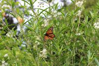 Schmetterling Monarch im Garten der Familie Blandy