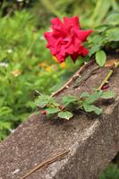 Im Garten der Familie Blandy