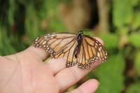 Im Garten der Familie Blandy