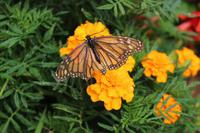 Im Garten der Familie Blandy