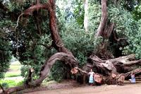 Im Garten der Familie Blandy