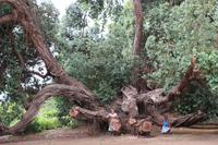 Im Garten der Familie Blandy