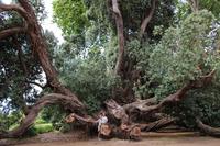 Im Garten der Familie Blandy