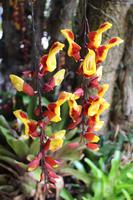 Orchideen-Garten in Funchal