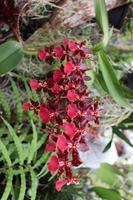 Im Orchideen-Garten in Funchal