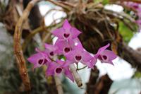 Im Orchideen-Garten in Funchal