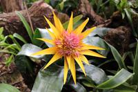 Im Orchideen-Garten in Funchal