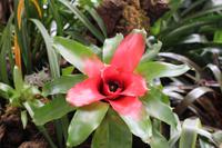 Im Orchideen-Garten in Funchal