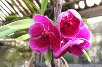 Im Orchideen-Garten in Funchal