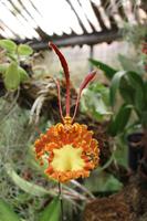 Im Orchideen-Garten in Funchal