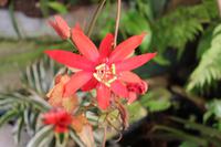 Im Orchideen-Garten in Funchal