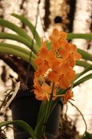 Im Orchideen-Garten in Funchal