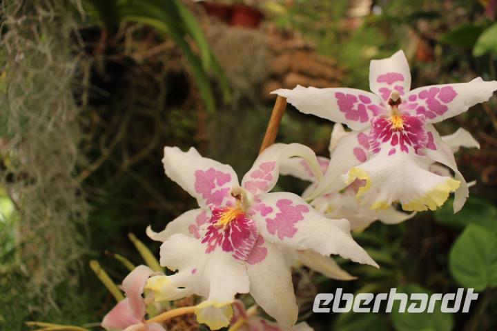Im Orchideen-Garten in Funchal